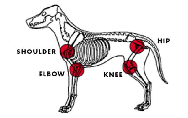 Extend Pets - Dog Joint Pain